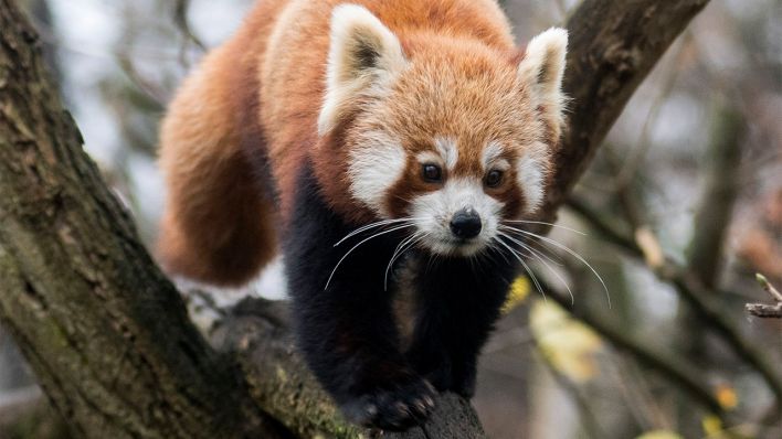 Roter Panda (Quelle: © 2021 Zoo Berlin)