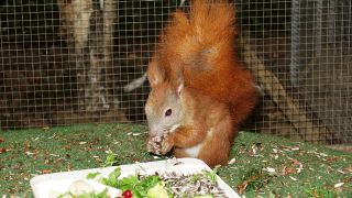 Karin Grusdat aus Falkensee hat eine private Auffangstation für Eichhörnchen. (Quelle: Karin Grusdat)