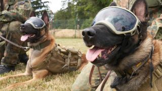 Archiv: Die Diensthunde „Vine (r) und Eric Junior tragen an der Schule für Diensthundewesen der Bundeswehr Sonnenbrillen. (Quelle: Thomas Frey/dpa)