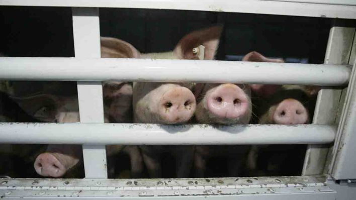 Vier Schweine strecken ihren Rüssel aus einem Tiertransporter (Quelle: dpa/Ronald_Wittek)
