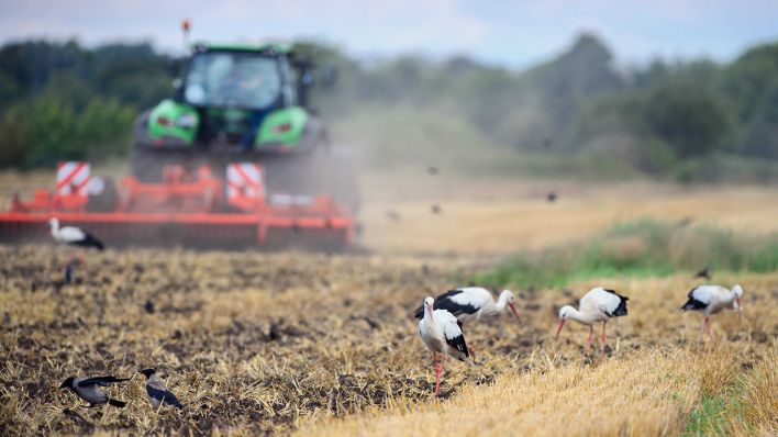 Störche suchen auf einem abgeernteten Getreidefeld nach Futter, während ein Landwirt den Boden umgräbt. (Quelle: dpa/Soeren Stache)