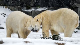 Die Eisbärinnen Hertha (l) und ihre Mutter Tonja im Berliner Tierpark (Bild: dpa/Kira Hofmann)