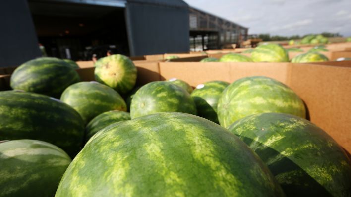 Ein Anhänger voller Wassermelonen, die frisch von einem Feld geerntet wurden. (Quelle: dpa/Lindsey Bauman)