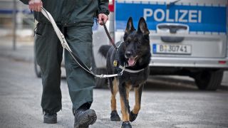 Archivbild: Ein Hundeführer läuft am 08.04.2013 mit einem Polizei-Schäferhund auf einem Weg im Polizeitrainingszentrum (Bild: dpa/Jan-Philipp Strobel)