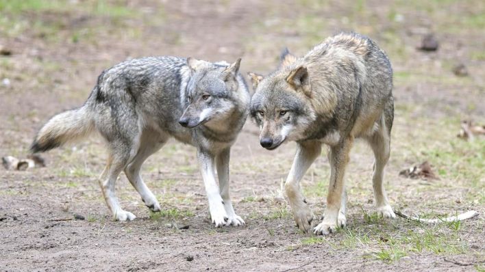 Wölfe laufen im Wildpark Schorfheide durchs Gehege (Bild: dpa/Soeren Stache)