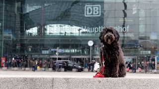 Ein Hund sitzt vor dem Berliner Hauptbahnhof (Bild: imago images/Martin Gruber)