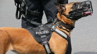 Polizeihund im Einsatz in Berlin (Bild: imago images/Rolf Kremming)