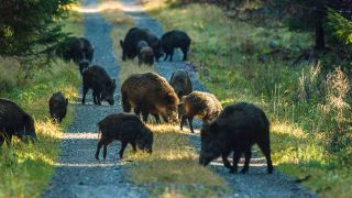 Wildschweine auf einem Waldweg (Bild: imago images / Kickner)