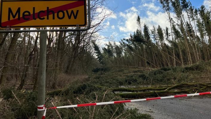 Im Barnim wurde eine ganze Landstraße unter umgestürzten Bäumen begraben. (Quelle: Dagmar Lembke/rbb)