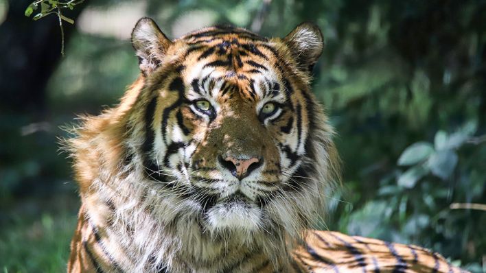 Der Sumatra-Tiger "Jae Jae" in einem Französischen Tierpark (Bild: Cécile Garans)