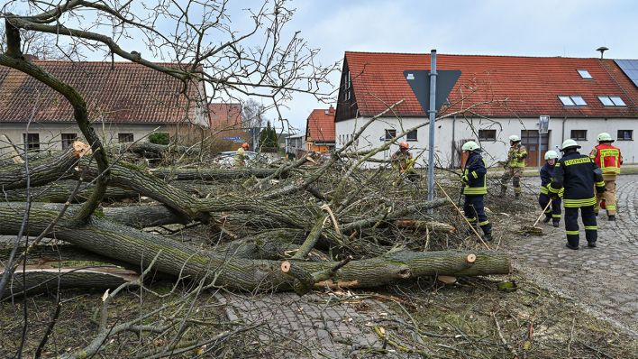 Einsatzkräfte der Freiwilligen Feuerwehr vom Amt Odervorland räumen am 17.02.2022 umgestürzte Bäume von einer Straße im Ort. (Quelle: dpa/Patrick Pleul)