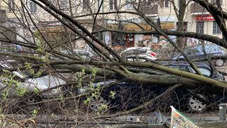 Ein Baum ist am 17.02.2022 in Berlin-Kreuzberg umgestürzt und auf Autos gefallen. (Quelle: dpa/Gerd Roth)