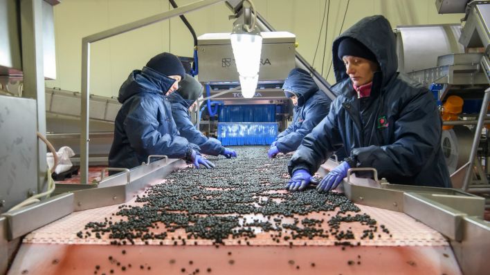 Fabrikarbeiterinnen verarbeiten gefrorene Johannisbeeren (Quelle: NurPhoto/Maxym Marusenko)