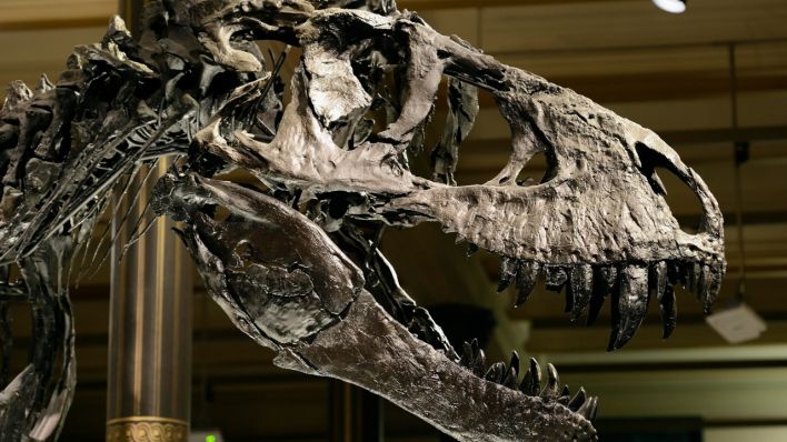 Das weltweit einmalige Skelett des Tyrannosaurus rex Trstan Otto (Quelle: Bildagentur-online/McPhoto-Schulz)