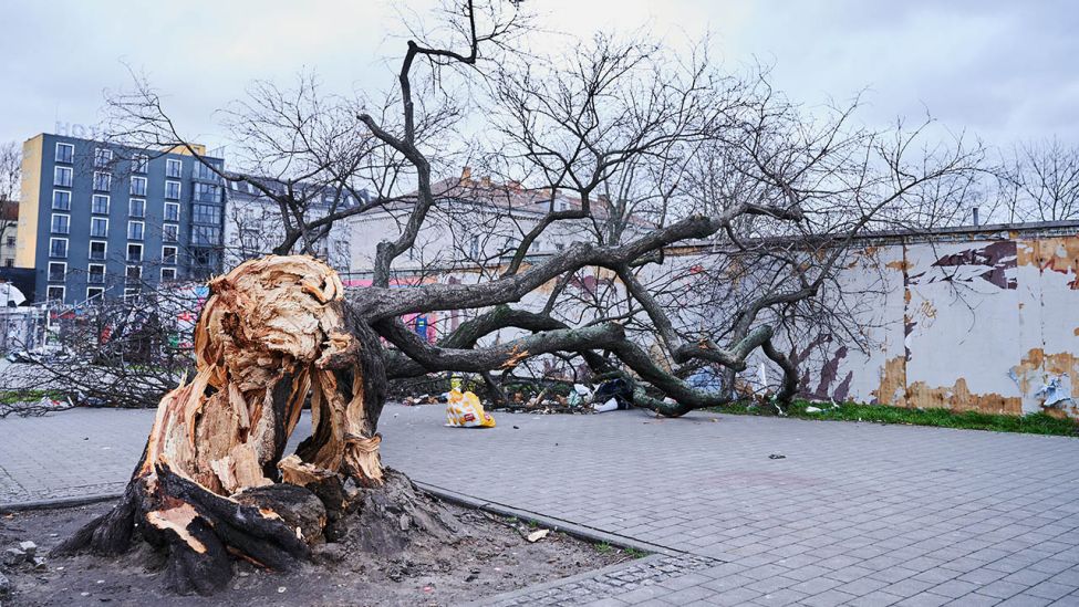 Ein Baum liegt auf dem Gehweg an der Warschauer Straße. Sturmtief Zeynep fegte nachts bei Berlin. (Quelle: dpa/Annette Riedl)
