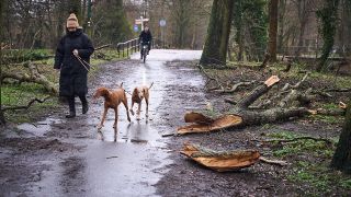Schäden an Bäumen im Wald und Park am Tag nach Sturm (Quelle: dpa)