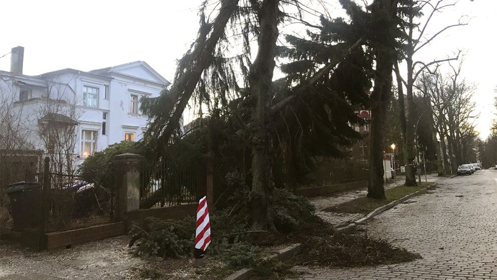 Umgestürzte Bäume am 17.02.2022 in Berlin-Lichterfelde. (Quelle: rbb/Miriam Keuter)