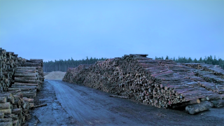 Zahllose Baumstämme liegen in einem Holzlager. (Quelle: rbb)