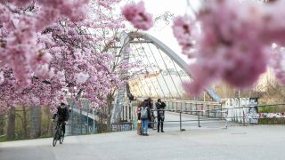 Kirschblüte in der Schwedter Straße in Berlin Prenzlauer Berg am 29.03.2022. (Quelle. dpa/Shan Yuqi)