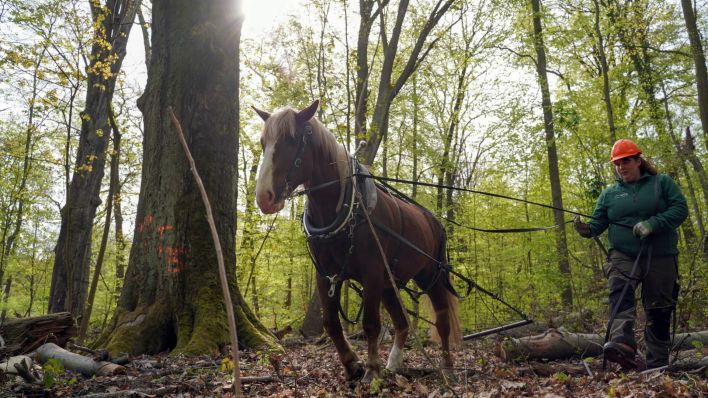 Das Arbeitspferd Pauli zieht unter Führung der Forstwirtin Lisa Müller geschlagene Holzstämme aus dem Grunewald (Quelle: DPA/Jörg Carstensen)