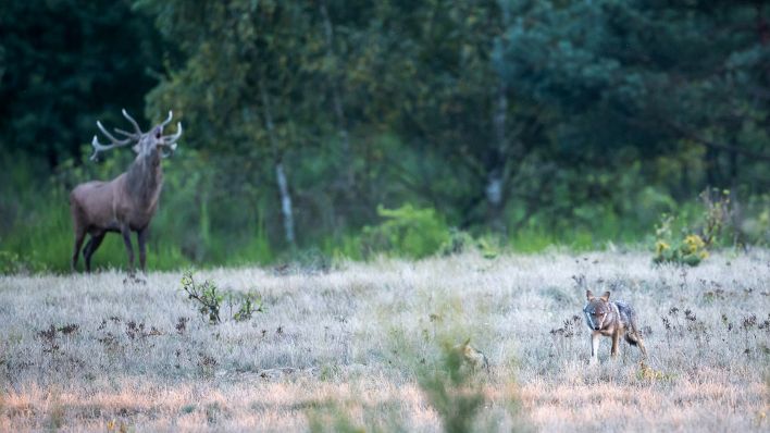 Zwei Wolfswelpen tummeln sich im Gras, im Hintergrund röhrt ein Hirsch. (Quelle: dpa/Ingolf König-Jablonski)