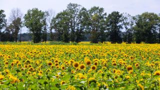 Archivbild: Sommer in der Lausitz, Sonnenblumen bluehen auf einem Feld bei Kahren nahe Cottbus. (Quelle: dpa/A. Franke)