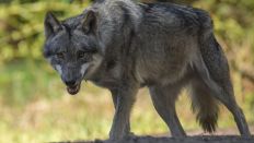 Symbolbild: Ein Wolf (Canis lupus) in einem Gehege im Wildpark Schorfheide. (Quelle: dpa/P. Pleul)