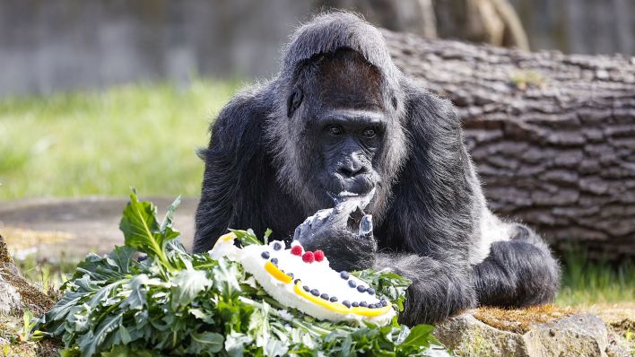 Gorilladame Fatou aus dem Berliner Zoo ist 65 Jahre alt geworden und hat eine Spezialtorte bekommen. (Quelle: Abdulhamid Hosbas/dpa)