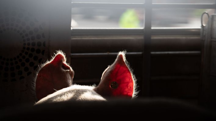 Ein Schwein ist auf der Ladefläche eines Tiertransporters. (Quelle: Friso Gentsch/dpa)