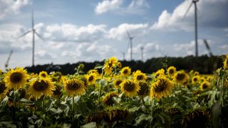 Ein Windpark zeichnet sich hinter einem Sonnenblumenfeld ab in Brandenburg bei Luckau (www.imago-images.de/Janine Schmitz)