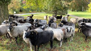 Schafe im Park Sansoucci im April 2022. (Quelle: Grit Onnen)