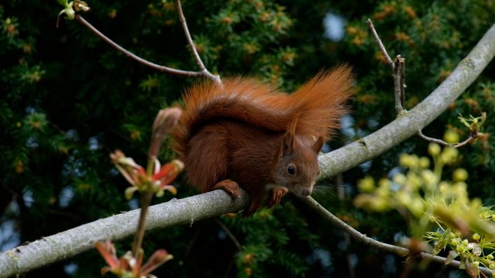 Ein Eichhörnchen sitzt auf einem Baum in Berlin-Karlshorst. (Bild: rbb/Caroline Winkler)