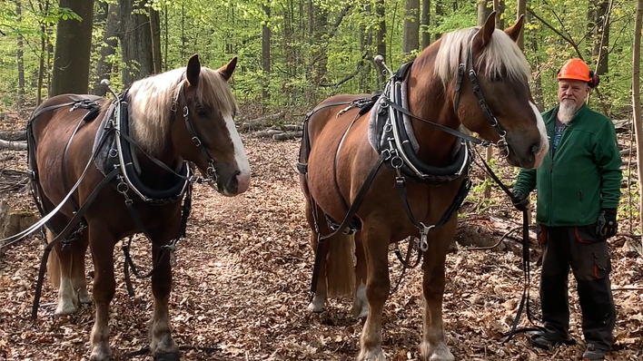 Zwei Pferde im Wald