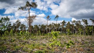 Neuanpflanzung kleiner Laubbäume für einen neuen Mischwald (Quelle: Imago/Countrypixel)