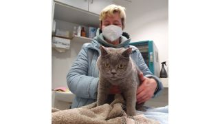Katze Sami, die mit ihrem ukrainischen Frauchen nach Berlin geflüchtet ist und im Ankunftszentrum Tegel untergebracht war. (Quelle: TVB, Tierschutz in Berlin)