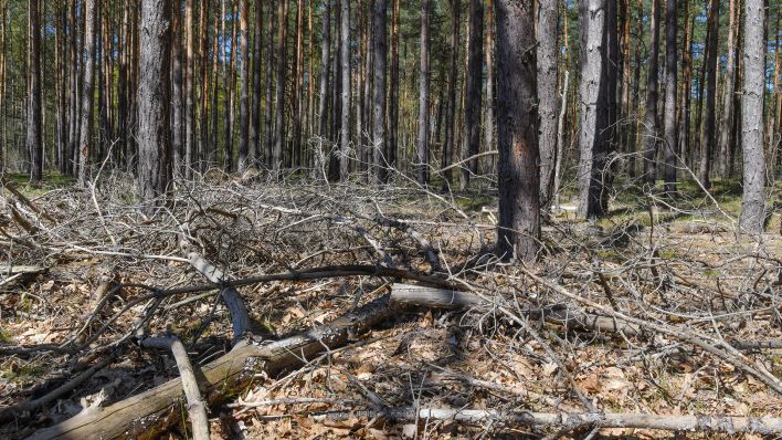 Archivbild: Trockene Äste liegen im April 2020 auf dem Boden in einem Kiefernwald. Das trockene und sehr sonnige Frühlingswetter sorgt in Brandenburg für steigende Waldbrandgefahr. (Quelle: dpa/Patrick Pleul)