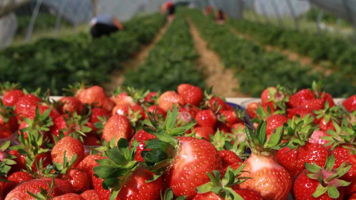Saisonarbeiter pflücken auf einem mit einer Plane überdachten Feld bei Elsholz (Potsdam-Mittelmark) reife Erdbeeren. (Quelle: dpa/Nestor Bachmann)