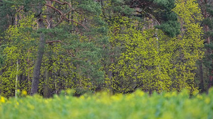 Das zartes Grün der Blüten und Blätter von Ahornbäumen leuchtet zwischen den dunkelgrünen Nadeln von Kiefernbäumen. (Quelle: dpa/Patrick Pleul)