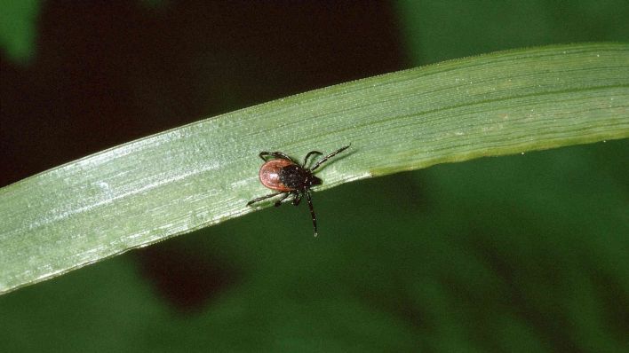 Zecke, Gemeiner Holzbock (Ixodes ricinus), Weibchen auf einem Blatt. (Foto: Blickwinkel/picture alliance)
