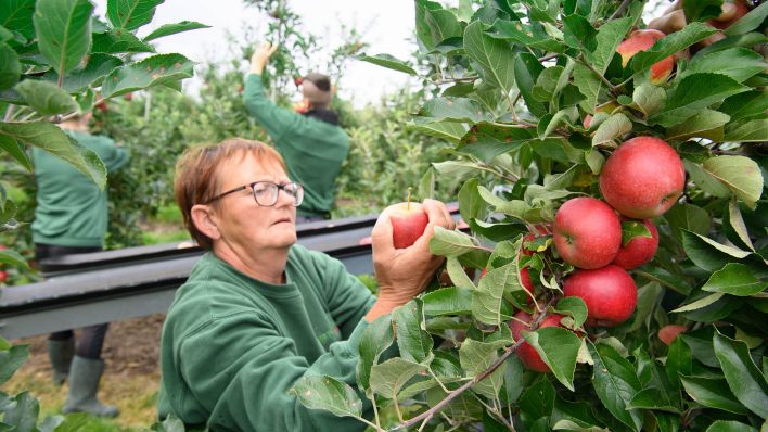 Archivbild: Erntehelfer pflücken zum offiziellen Start der Brandenburger Apfelernte Äpfel der Sorte Elstar. (Quelle: dpa/S. Stache)