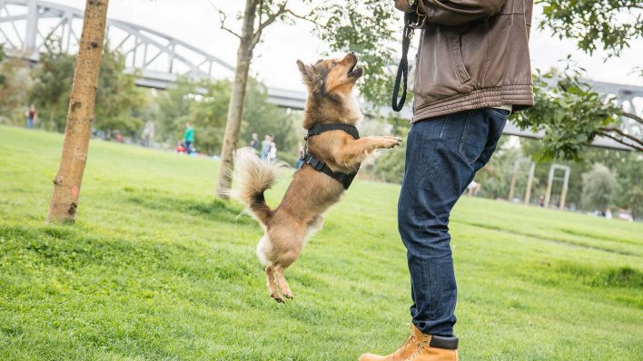 Ein Mann spielt in Berlin mit einem Hund. (Quelle: dpa/Christin Klose)