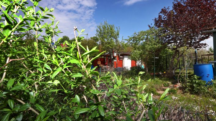 Von Hecken und Bäumen umgeben steht ein Gartenhaus in einer Kleingartenanlage. (Quelle: dpa/Karl-Josef Hildenbrand)