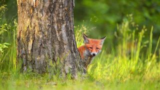 Fuchswelpe schaut neugierig hinter einem Baumstamm hervor. (Quelle: dpa/ blickwinkel /R. Linke)