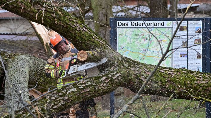 Archivbild: Ein Mitglied der Freiwilligen Feuerwehr vom Amt Odervorland schneidet mit einer Kettensäge Äste von einem umgestürzten Baum im Ort. (Quelle: dpa/P. Pleul)