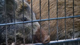 Wildschwein hinter einem Zaun. (Quelle: imago/ Martin Wagner)