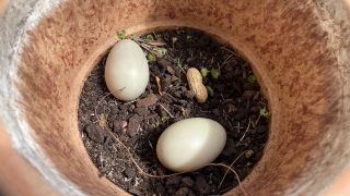 Entenmama legt Eier im Blumentopf (Quelle: rbb/Jenny Barke)