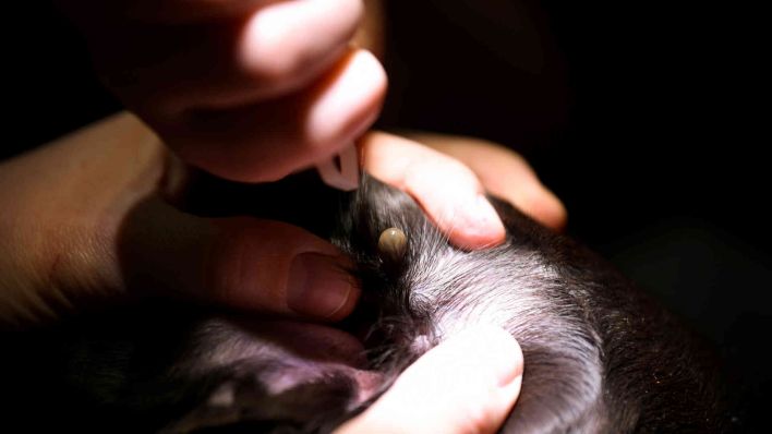 Eine Tierarzthelferin entfernt in einer Tierarzt-Praxis eine Zecke aus dem Ohr eines Hundes. (Foto: Ina Fassbender/dpa)