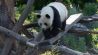 Panda-Frau Meng Meng geht in ihrem Gehege im Zoo über ein Holzbrett. (Quelle: dpa/Paul Zinken)