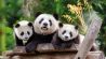 Großer Panda Meng Meng mit Nachwuchs Pit (rechts) und Paule (links) (Quelle: Zoo Berlin)