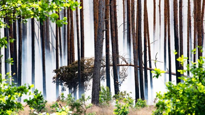 Rauchschwaden ziehen durch den Wald unweit des Waldbrandes im Ortsteil Frohnsdorf. (Quelle: dpa/P.Zinken)